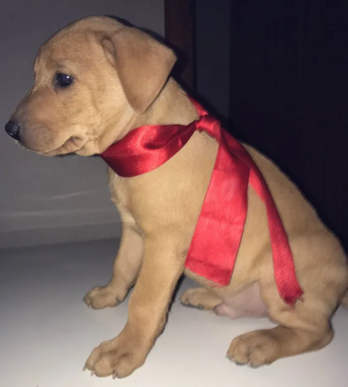 Cachorro ra a VIra-lata idade Abaixo de 2 meses nome Filhotes (doação)