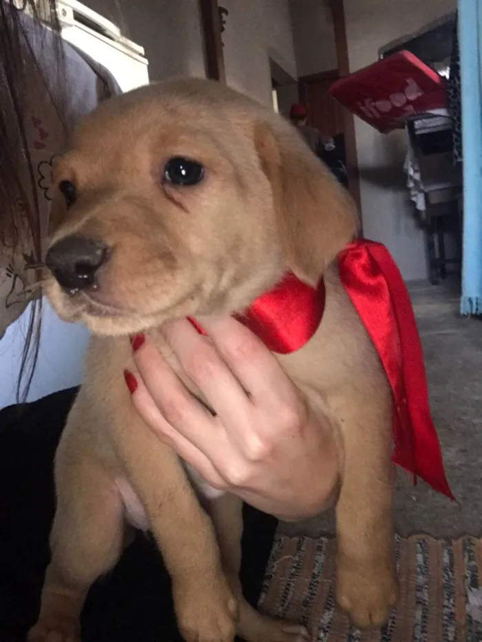 Cachorro ra a VIra-lata idade Abaixo de 2 meses nome Filhotes (doação)
