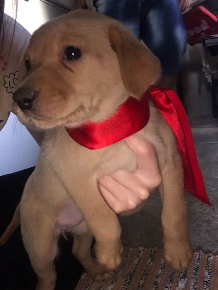 Cachorro ra a VIra-lata idade Abaixo de 2 meses nome Filhotes (doação)