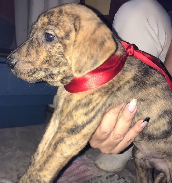 Cachorro ra a VIra-lata idade Abaixo de 2 meses nome Filhotes (doação)