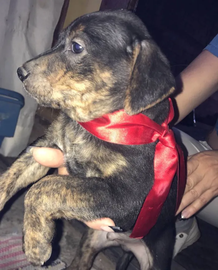 Cachorro ra a VIra-lata idade Abaixo de 2 meses nome Filhotes (doação)