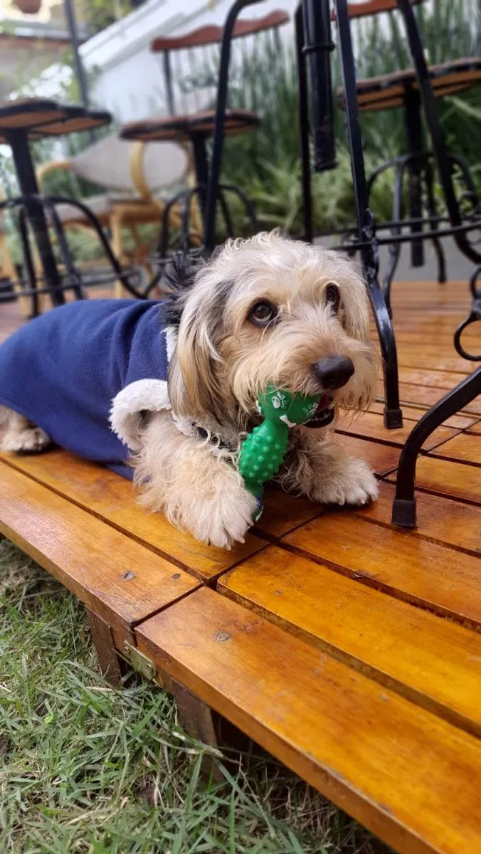 Cachorro raça Srd idade 2 anos nome Teddy ursinho 