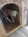 Peludinho