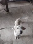 Peludinho