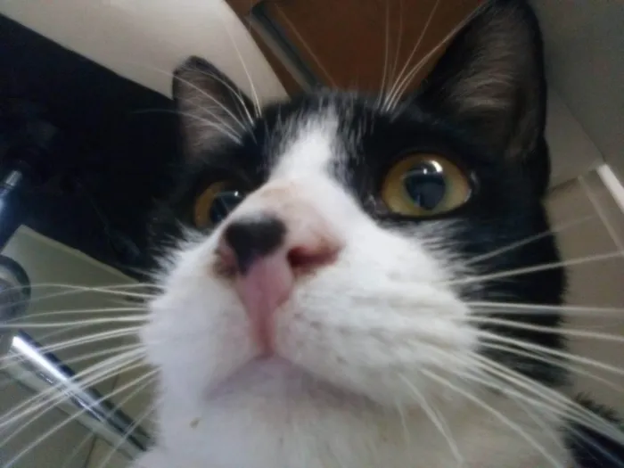 Gato ra a SRD idade 7 a 11 meses nome Merlin