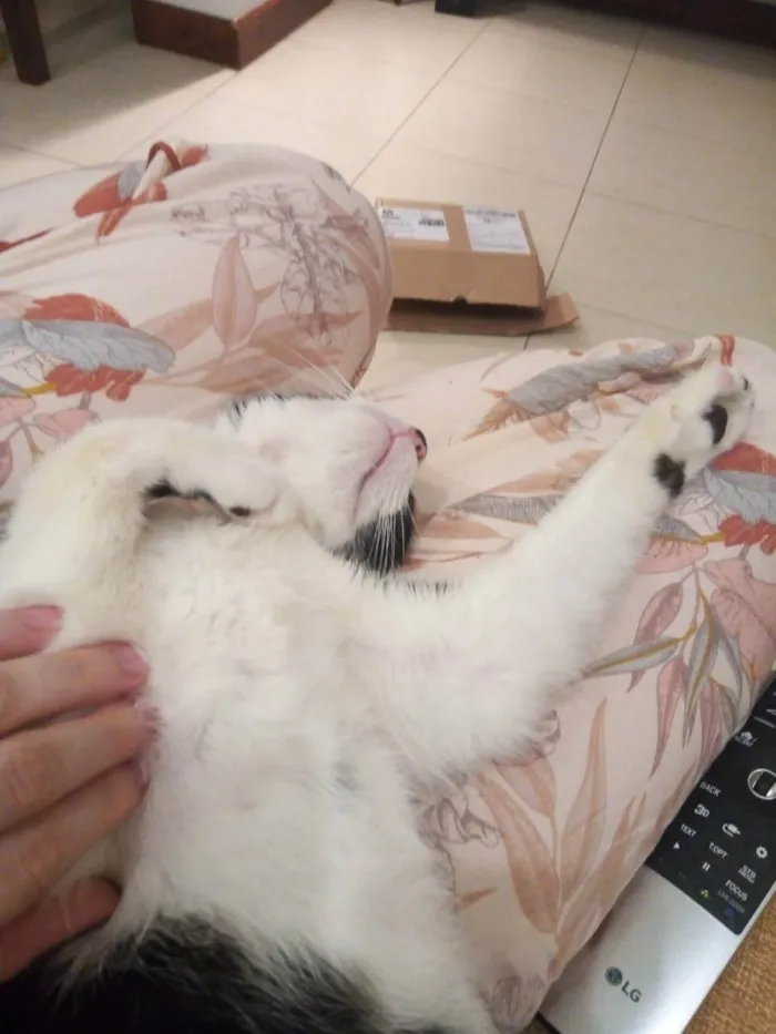 Gato ra a SRD idade 7 a 11 meses nome Merlin
