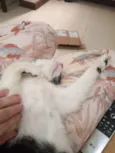 Merlin