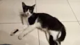 Merlin
