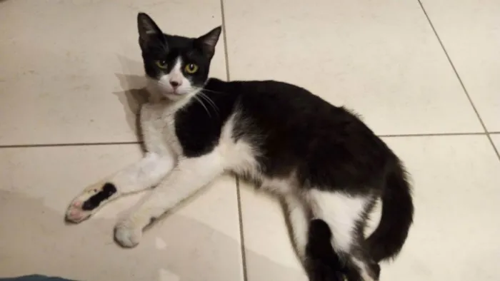 Gato ra a SRD idade 7 a 11 meses nome Merlin
