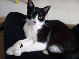 Gato raça SRD idade 7 a 11 meses nome Merlin