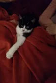Merlin