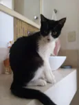 Merlin