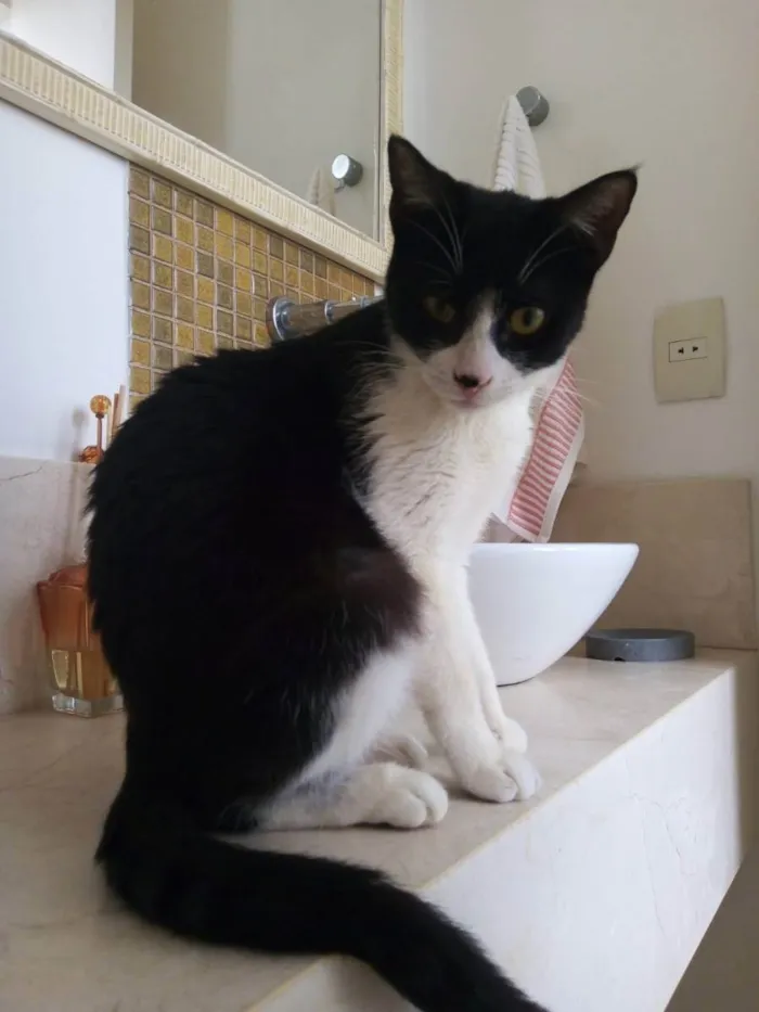 Gato ra a SRD idade 7 a 11 meses nome Merlin