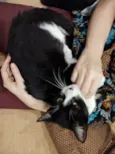 Merlin