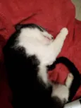 Merlin