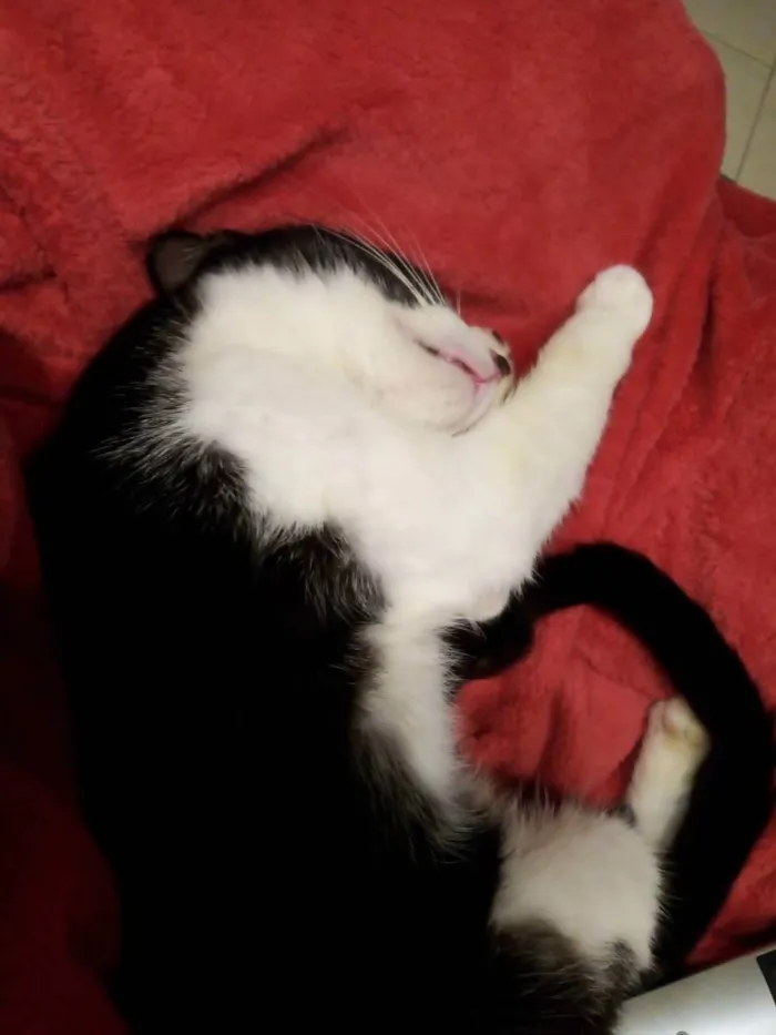 Gato ra a SRD idade 7 a 11 meses nome Merlin