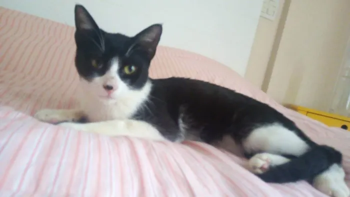 Gato ra a SRD idade 7 a 11 meses nome Merlin