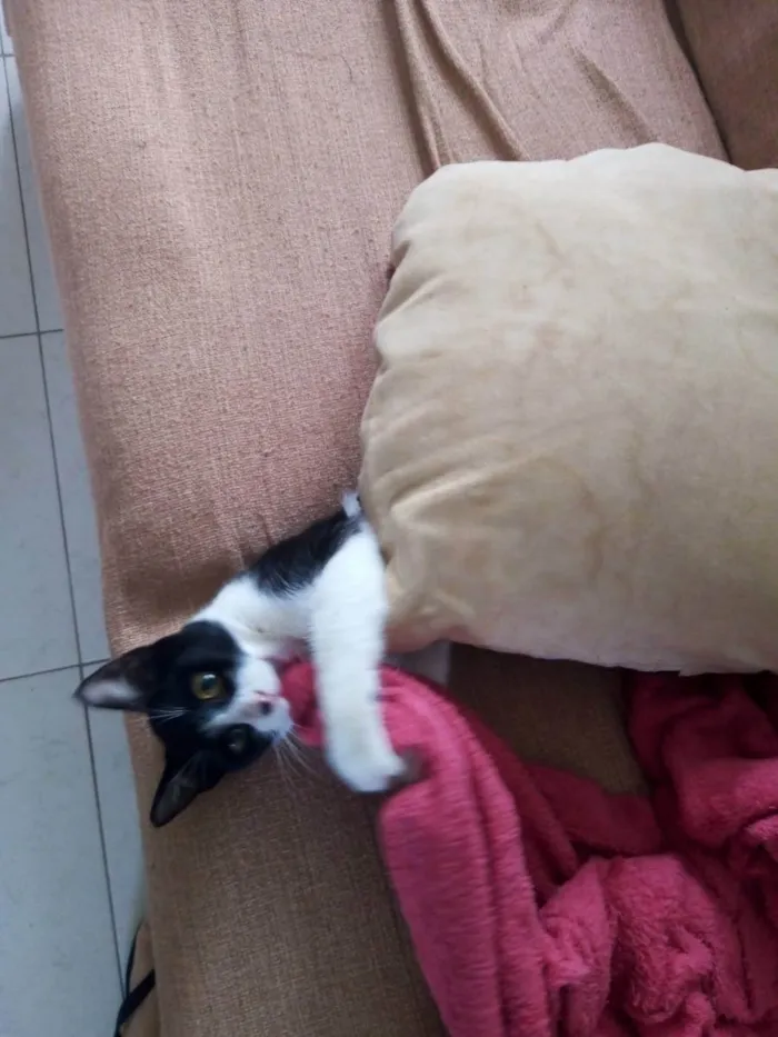 Gato ra a SRD idade 7 a 11 meses nome Merlin