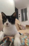 Merlin