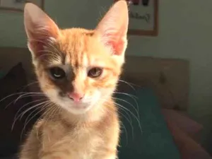 Gato raça SRD idade 2 a 6 meses nome Mia