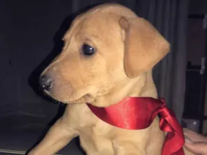 Cachorro raça VIra-lata idade Abaixo de 2 meses nome Filhotes (doação)