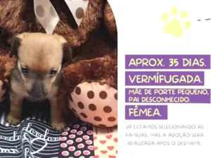 Cachorro raça Srd idade Abaixo de 2 meses nome Annie