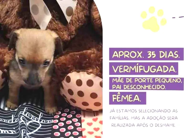 Cachorro raça Srd idade Abaixo de 2 meses nome Annie