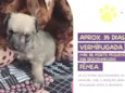 Cachorro raça Srd idade Abaixo de 2 meses nome Lila