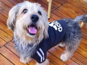 Cachorro raça Srd idade 2 anos nome Teddy ursinho 