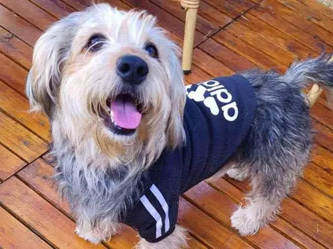 Cachorro raça Srd idade 2 anos nome Teddy ursinho 