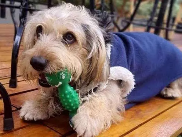 Cachorro raça Srd idade 2 anos nome Teddy ursinho 