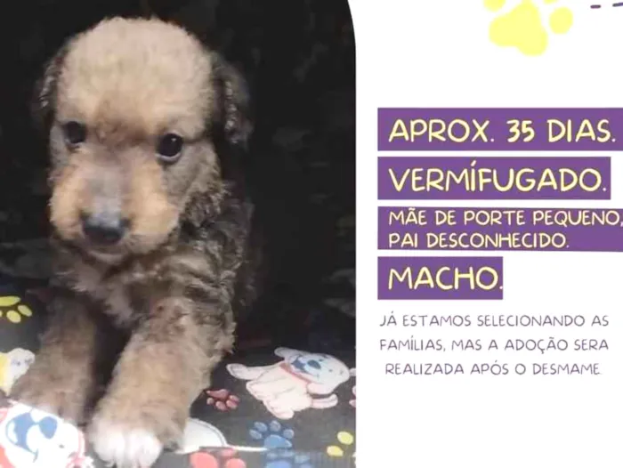 Cachorro raça Srd idade Abaixo de 2 meses nome Rick