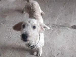 Cachorro raça Puldou idade  nome Peludinho 