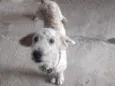 Peludinho