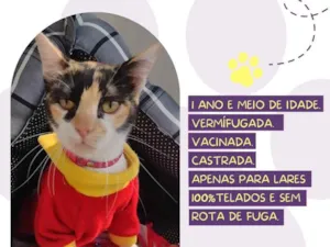 Gato raça Srd idade 1 ano nome Nagini