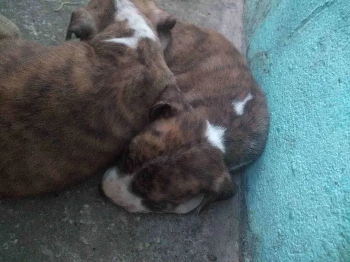 Cachorro ra a Labrador  idade 2 a 6 meses nome Valentina