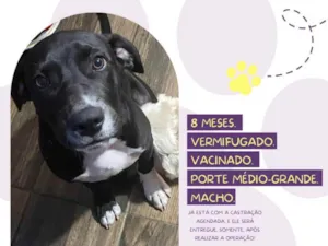 Cachorro raça Mix pitbull idade 7 a 11 meses nome Zyon