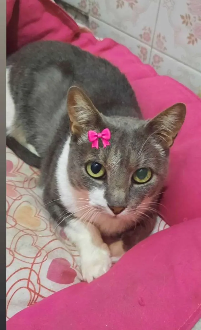 Gato raça Srd idade 2 anos nome Milli