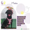 Cachorro raça Srd idade 1 ano nome Malu