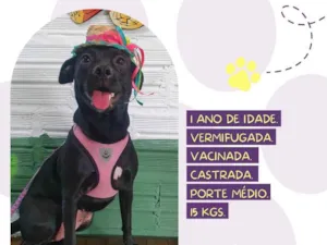 Cachorro raça Srd idade 1 ano nome Malu