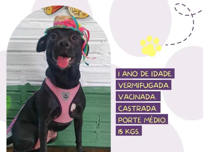 Cachorro raça Srd idade 1 ano nome Malu