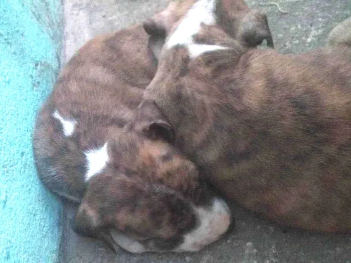 Cachorro ra a Labrador  idade 2 a 6 meses nome Valentina