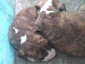 Cachorro raça Labrador  idade 2 a 6 meses nome Valentina