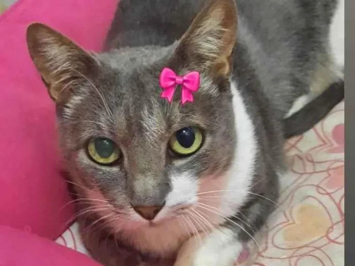 Gato raça Srd idade 2 anos nome Milli