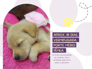Cachorro raça Srd idade Abaixo de 2 meses nome Babalu