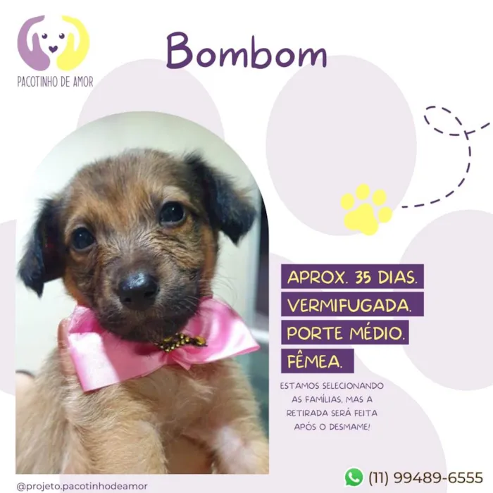 Cachorro raça Srd idade  nome Bombom 