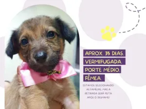 Cachorro raça Srd idade  nome Bombom 