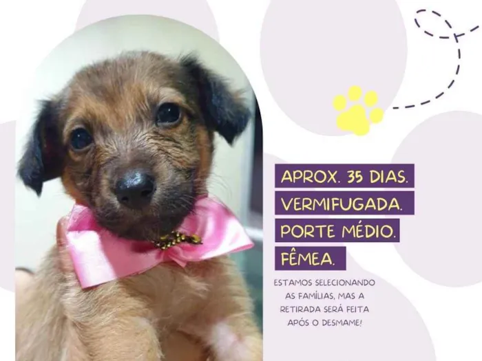 Cachorro raça Srd idade  nome Bombom 