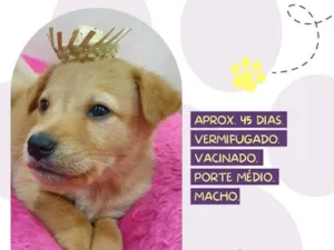 Cachorro raça Srd idade Abaixo de 2 meses nome Paçoca 