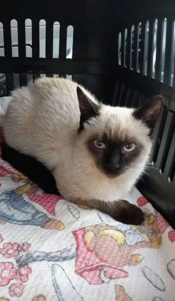 Gato raça Siames idade 2 a 6 meses nome Sem nome